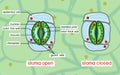 Structure of stomatal complex Royalty Free Stock Photo